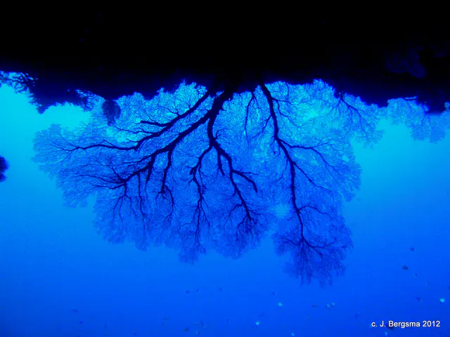 2012-02-05 Dives (6).JPG