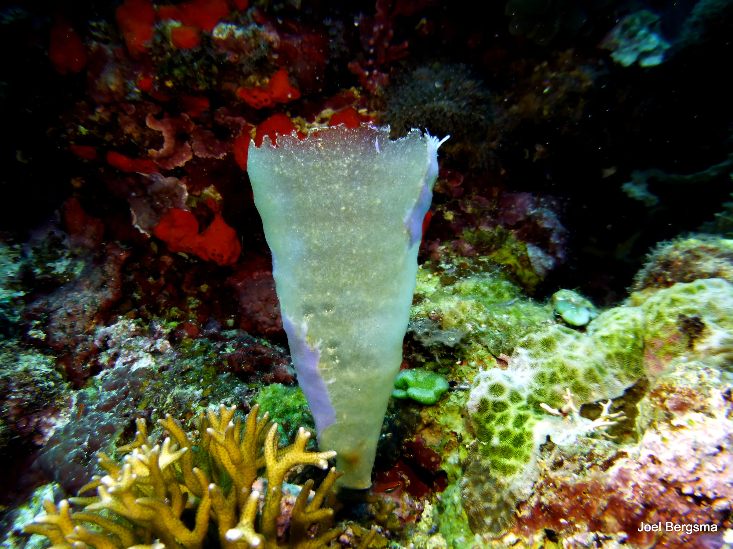 Philippines underwater photograph, 2017