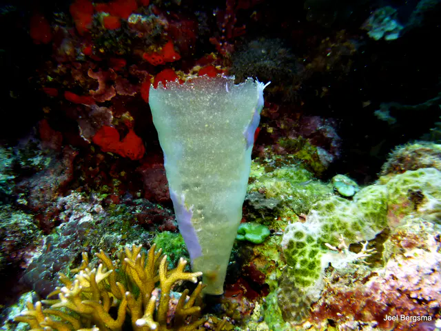 Underwater photograph by Joel Bergsma