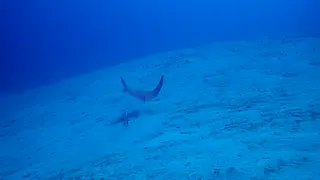 Spotted Eagle Ray