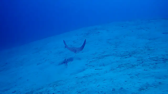 Spotted Eagle Ray