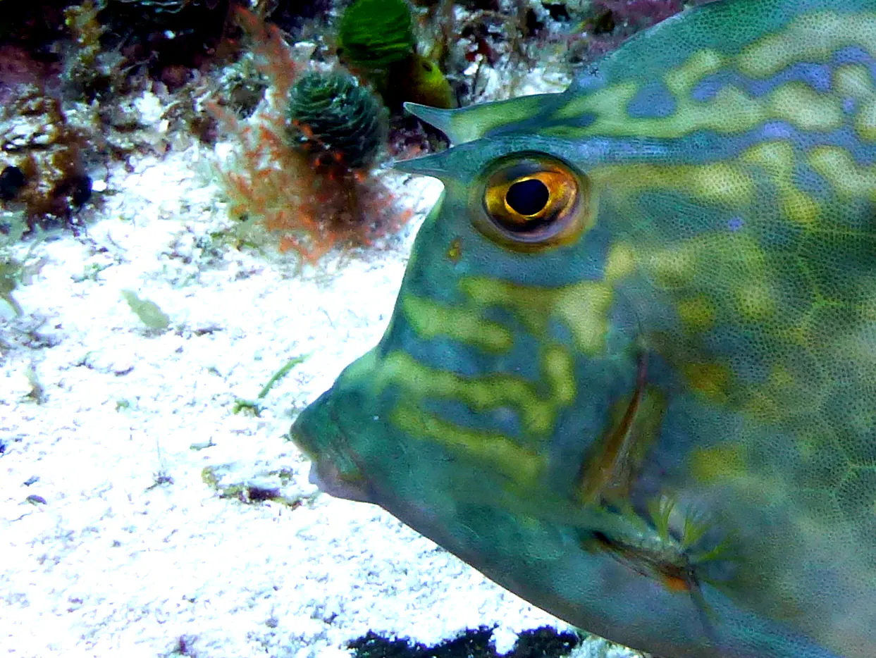 Honeycomb Cowfish, Cozumel, 2014