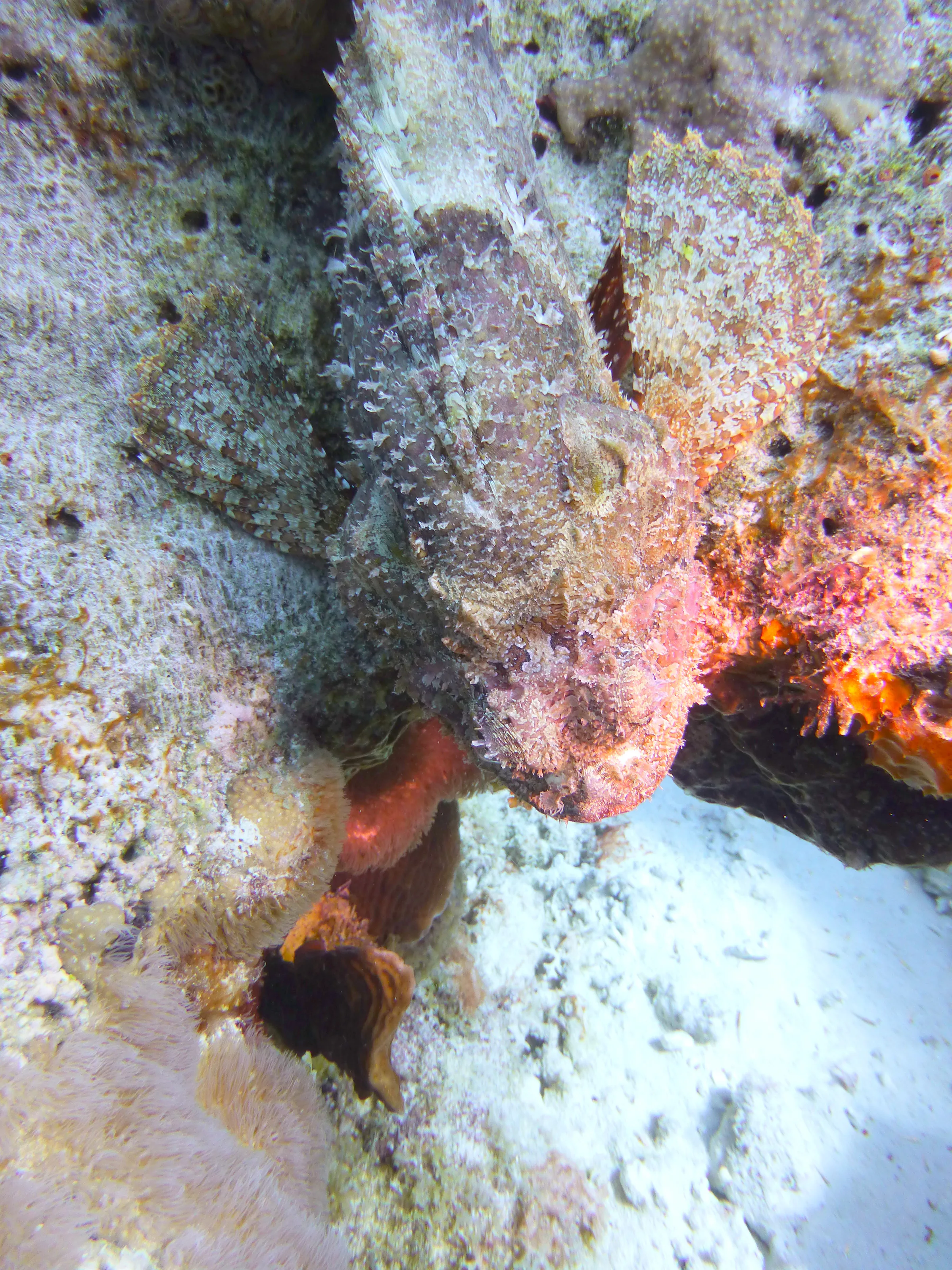 Scorpionfish, Bonaire, 2013