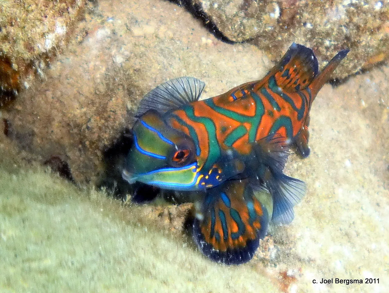2011-01-20 mandarinfish.JPG