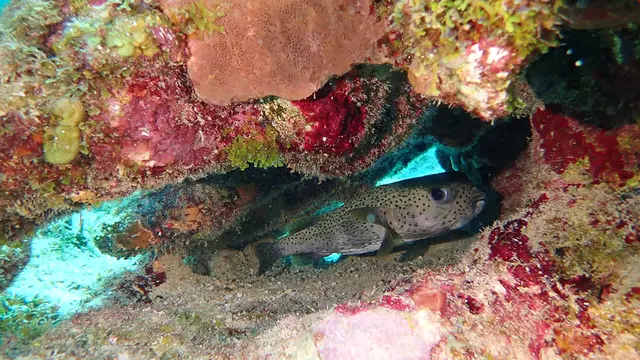 Underwater photograph by Joel Bergsma