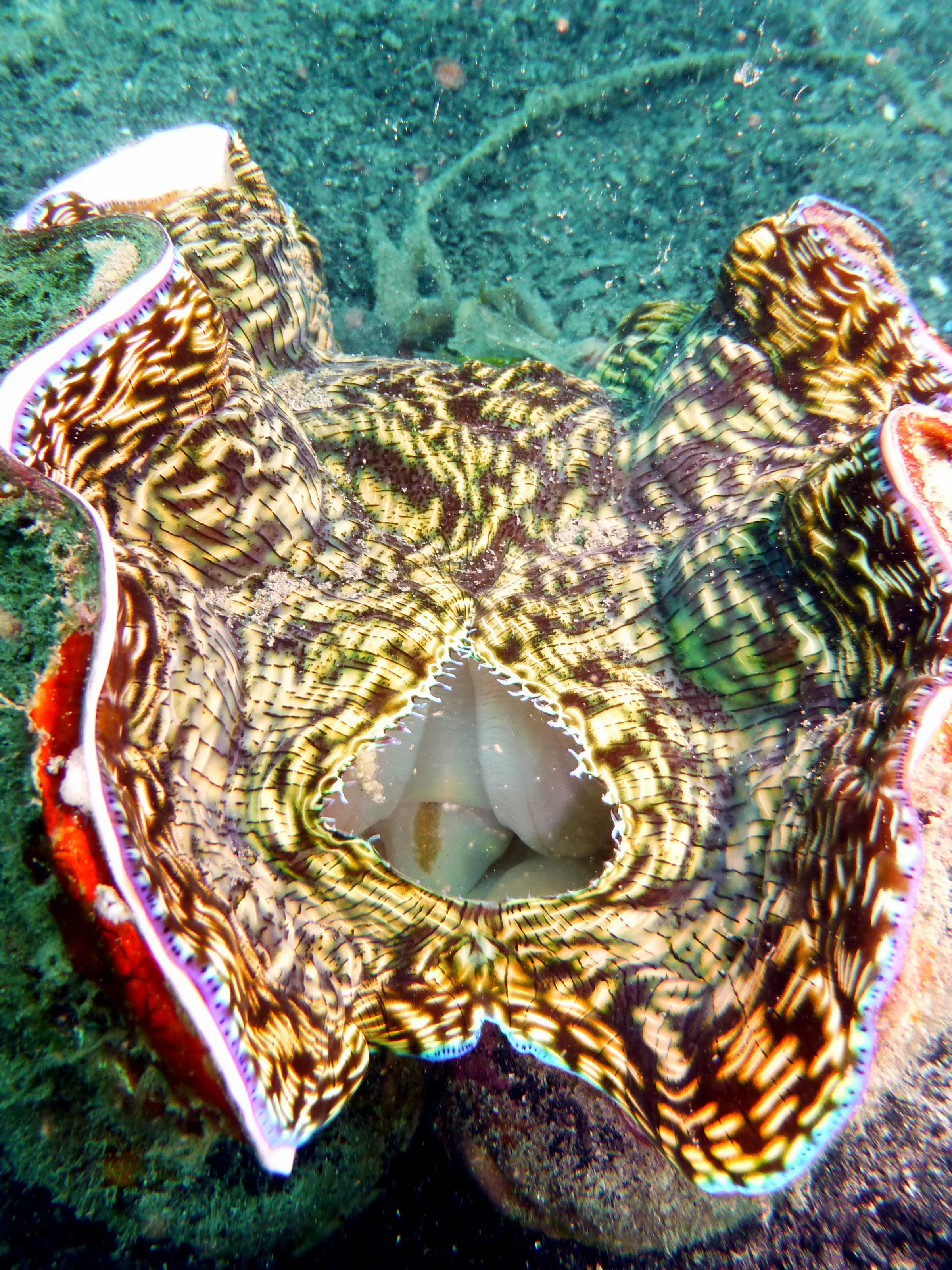 Clam, Palau, 2013