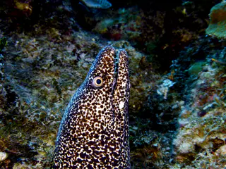Underwater photograph by Joel Bergsma