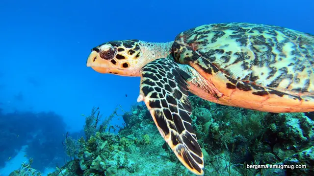 Underwater photograph by Joel Bergsma