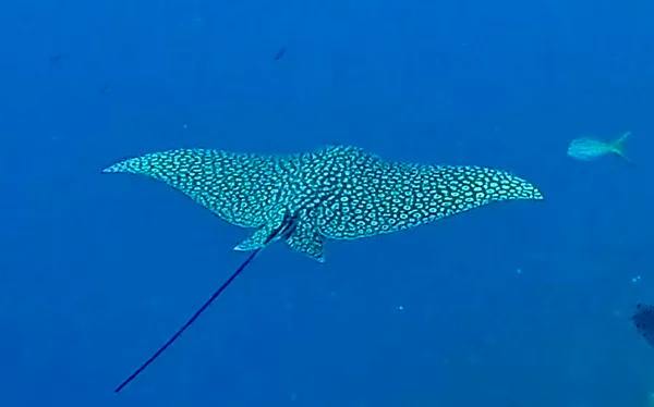 Cozumel underwater photograph, 2025