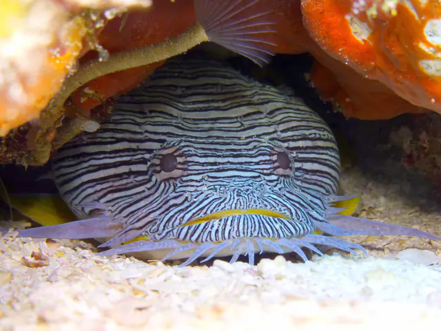 Underwater photograph by Joel Bergsma