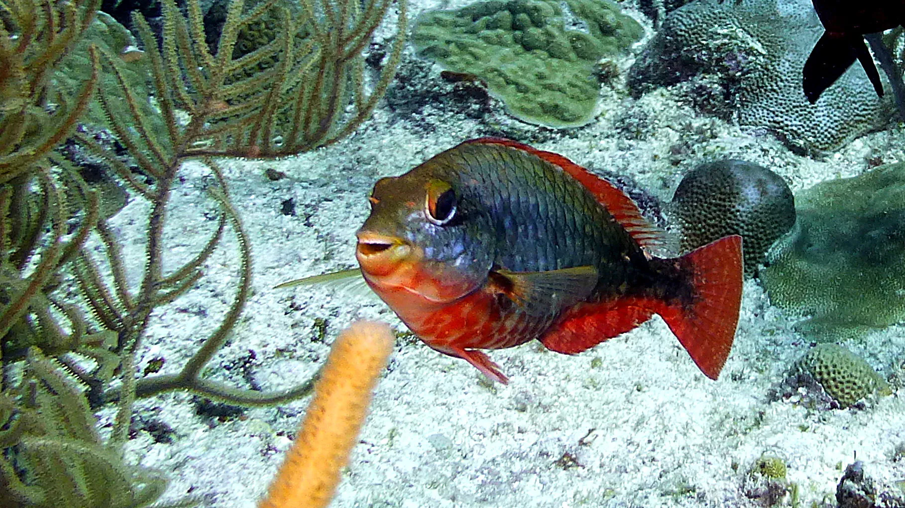 Parrotfish, Belize, 2017