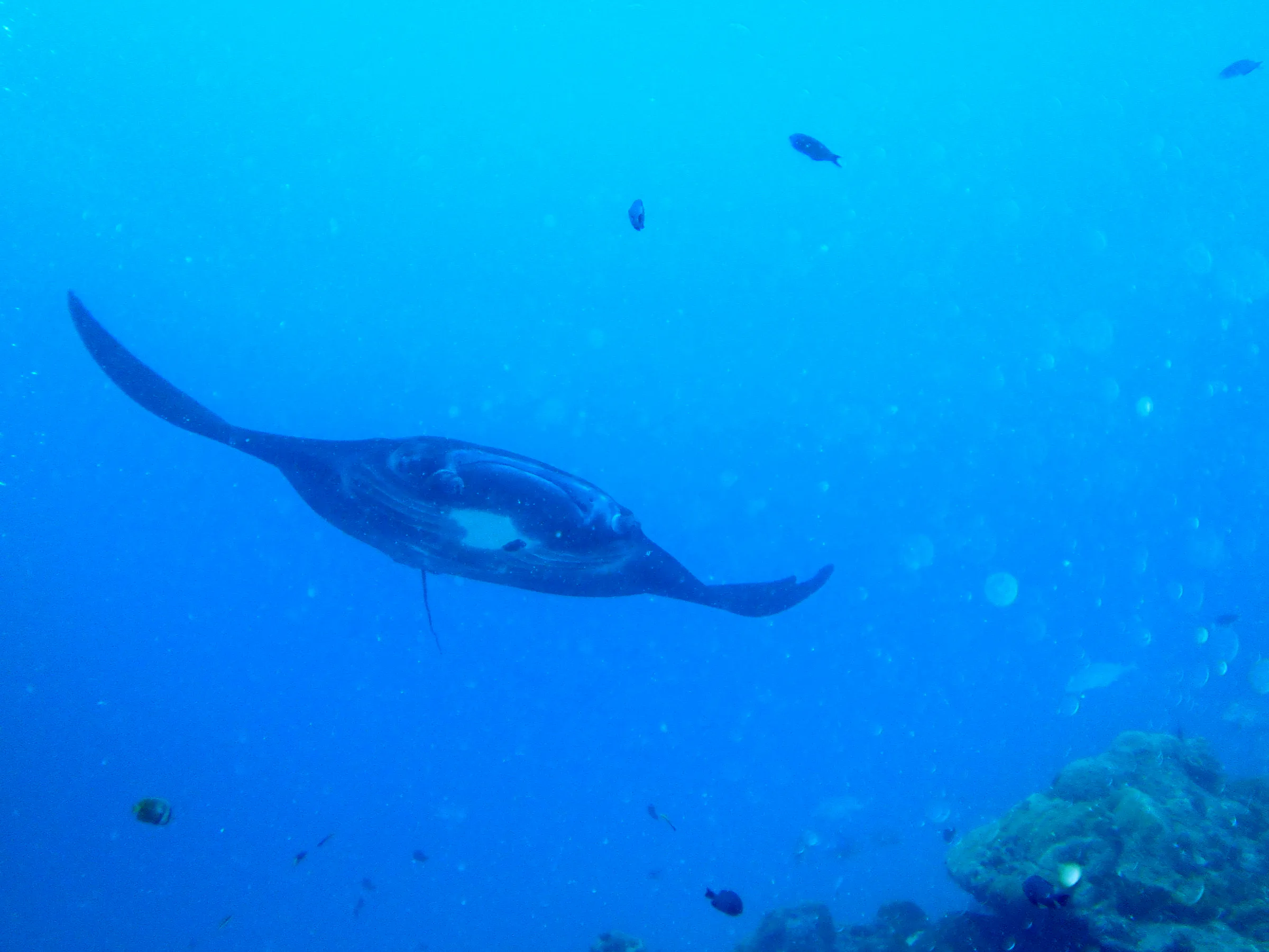 A black manta ray circles the coral balmy cleaning station at the mouth of the German Channel, Palau.  The hole in the center of the manta is, in fact, a white spot on its black underbelly.   2011-01-15.