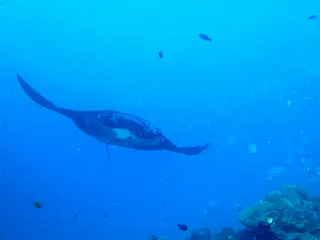 A black manta ray circles the coral balmy cleaning station at the mouth of the German Channel, Palau. The hole in the center of the manta is, in fact, a white spot on its black underbelly. 2011-01-15.