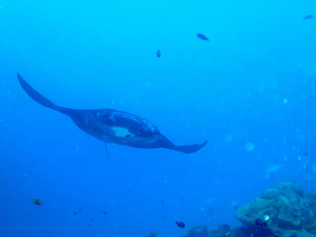 A black manta ray circles the coral balmy cleaning station at the mouth of the German Channel, Palau.  The hole in the center of the manta is, in fact, a white spot on its black underbelly.   2011-01-15.