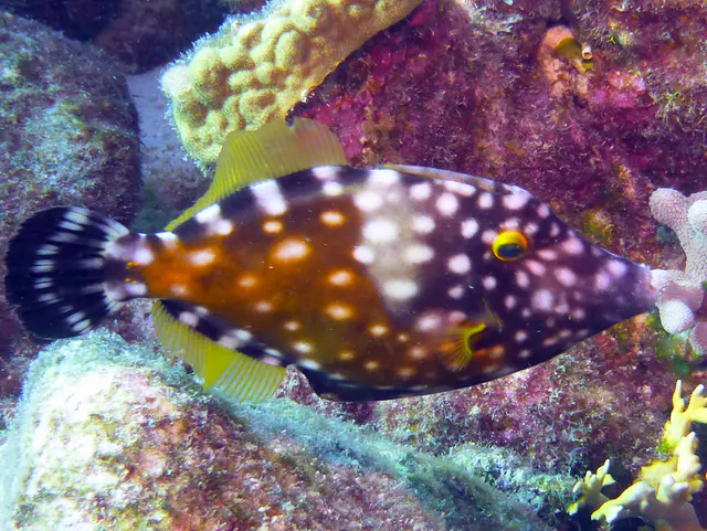 Underwater photograph by Joel Bergsma