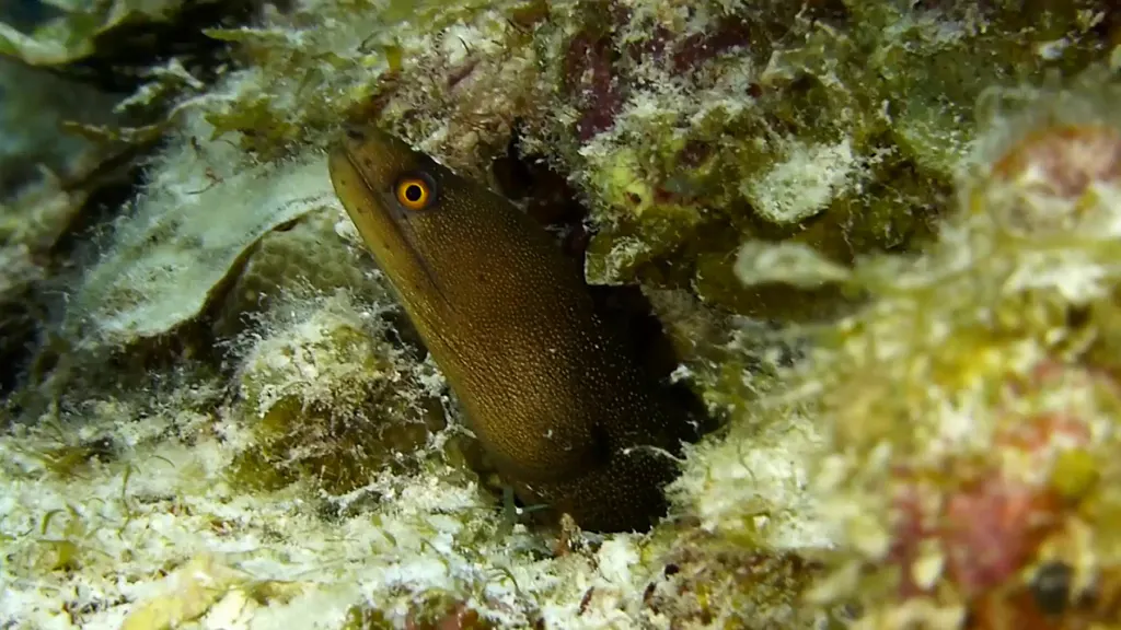 Goldentail Moray Eel