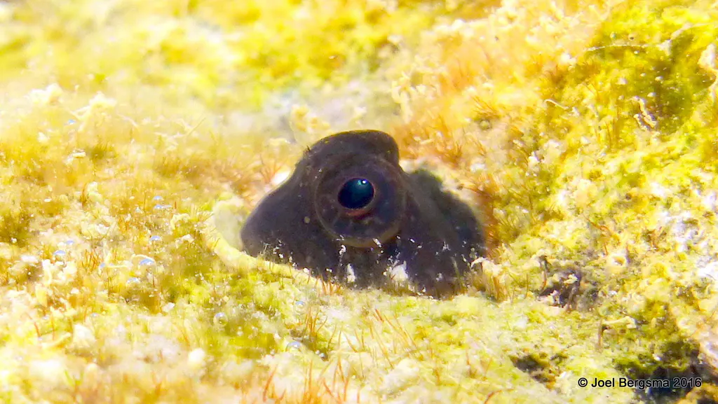 Underwater photograph by Joel Bergsma