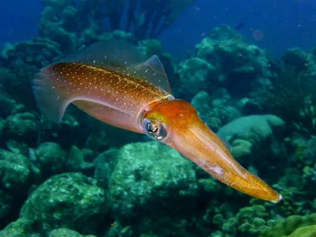 Underwater photograph by Joel Bergsma