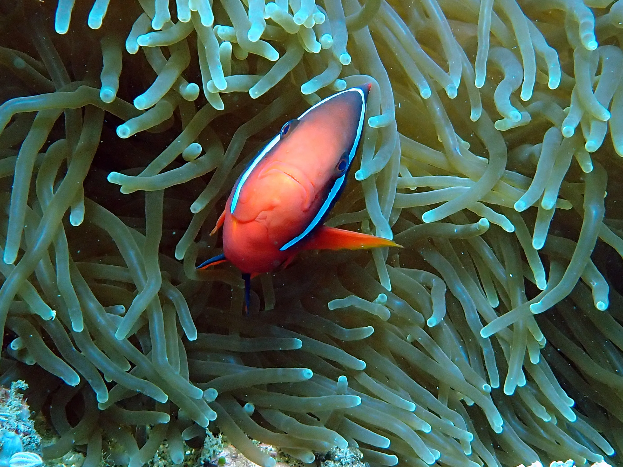 Philippines underwater photograph, 2024