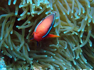Underwater photograph by Joel Bergsma