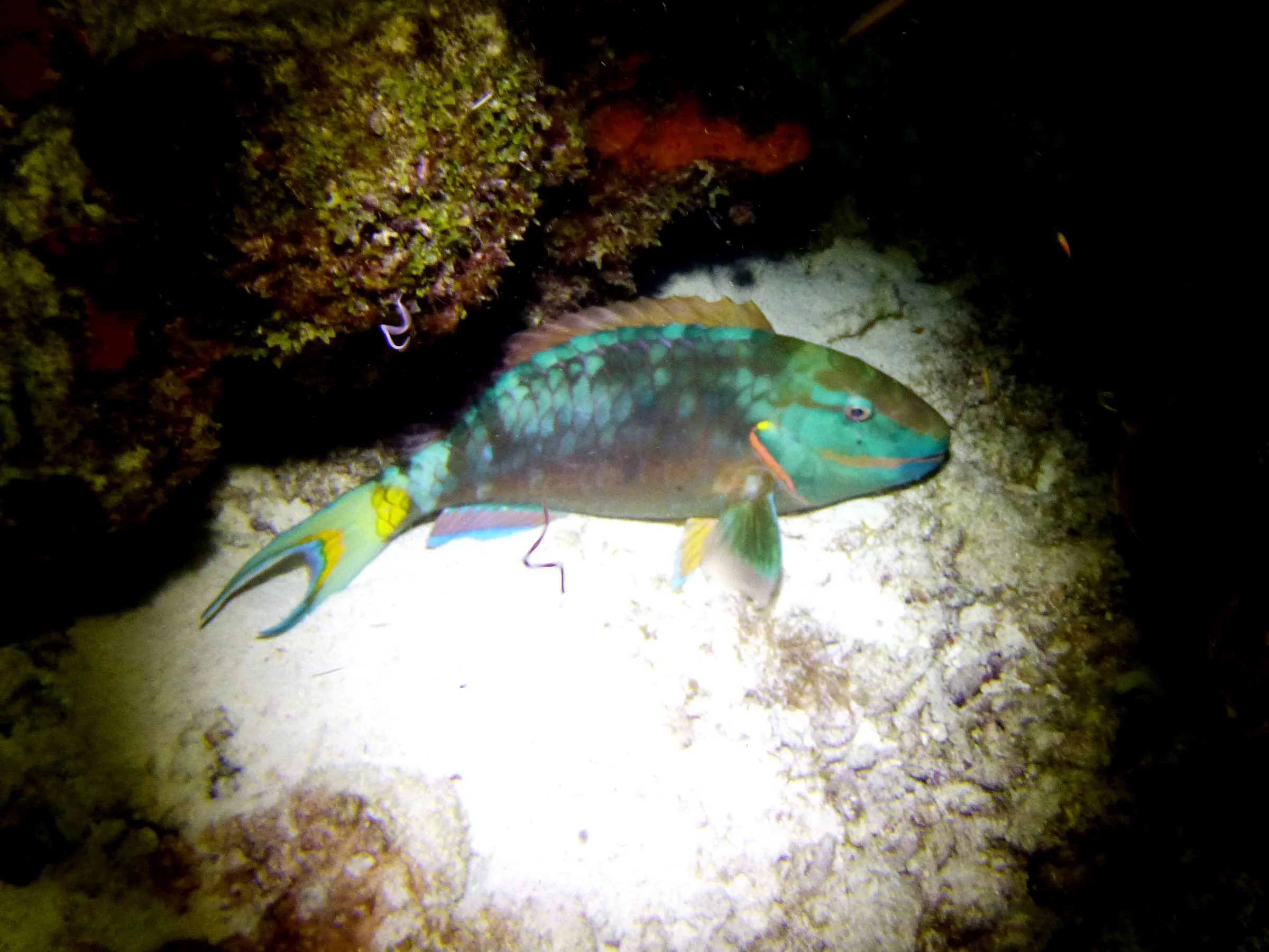 Parrotfish, Bonaire, 2013