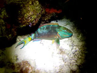 Underwater photograph by Joel Bergsma