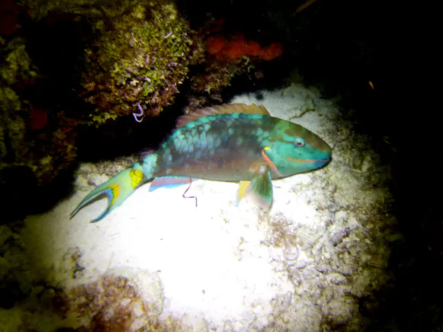 Underwater photograph by Joel Bergsma