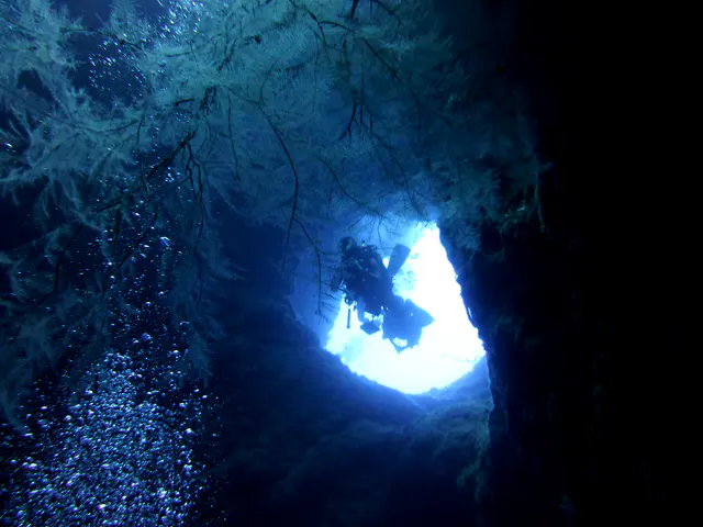 Underwater photograph by Joel Bergsma