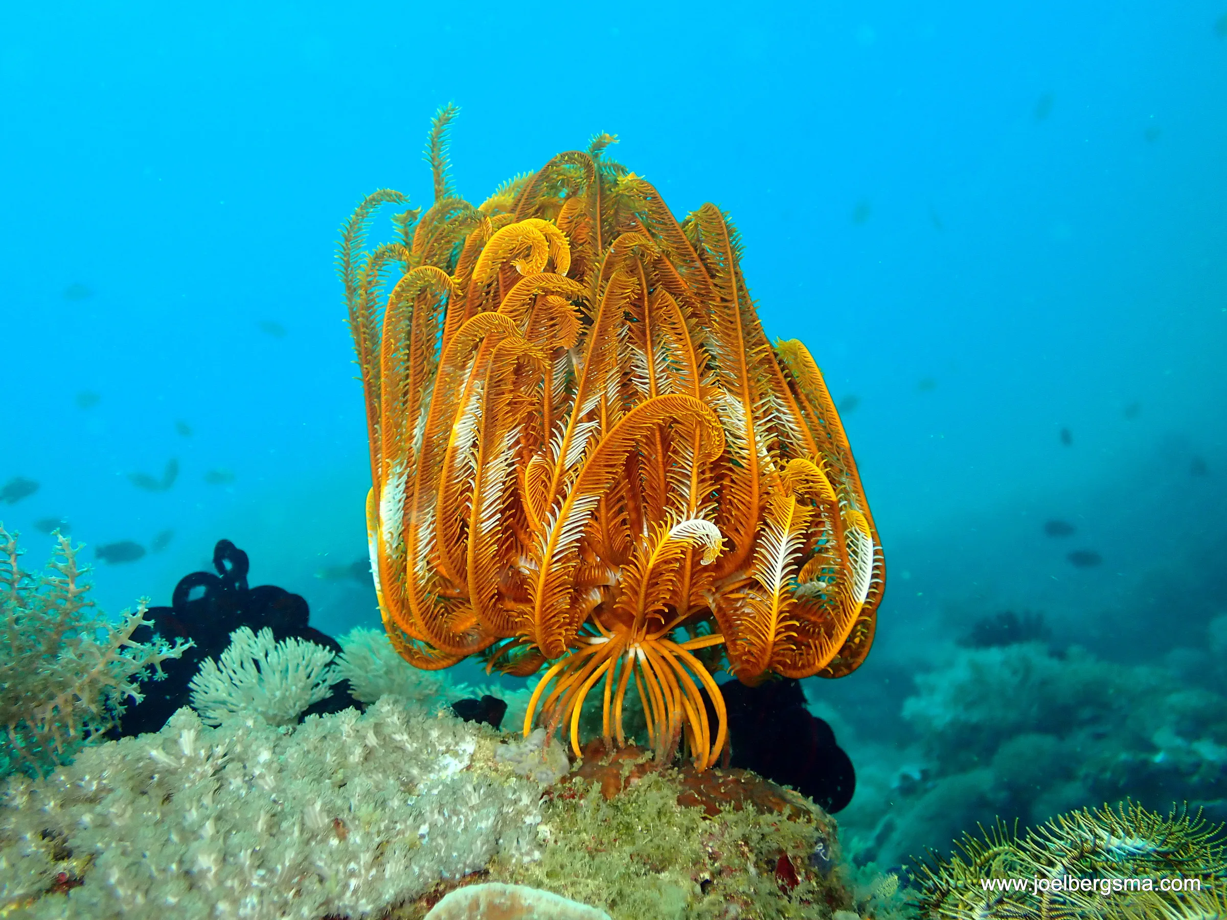 Philippines underwater photograph, 2022