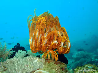 Underwater photograph by Joel Bergsma