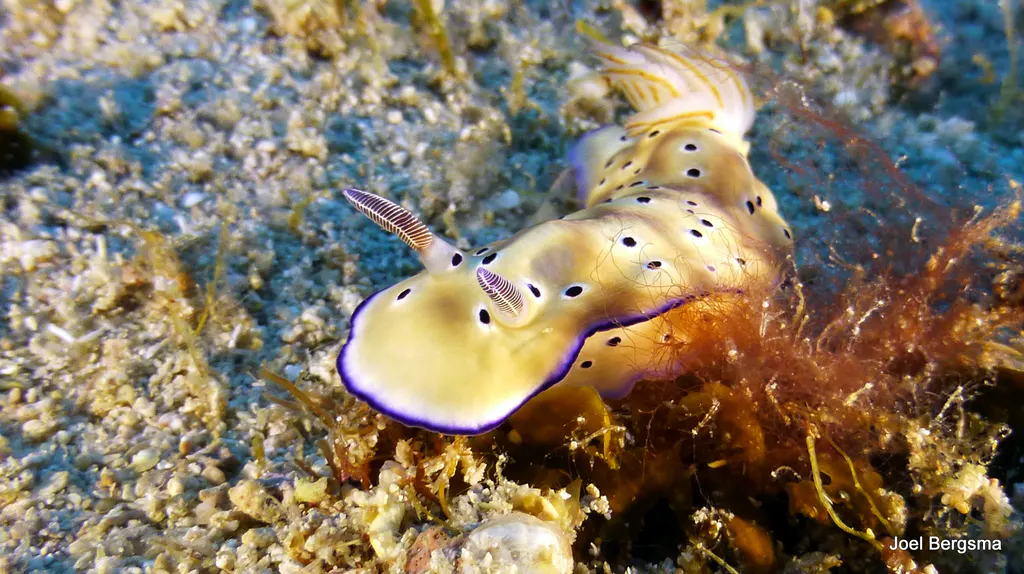 Underwater photograph by Joel Bergsma