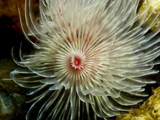 Underwater photograph by Joel Bergsma