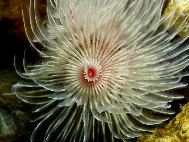 Underwater photograph by Joel Bergsma