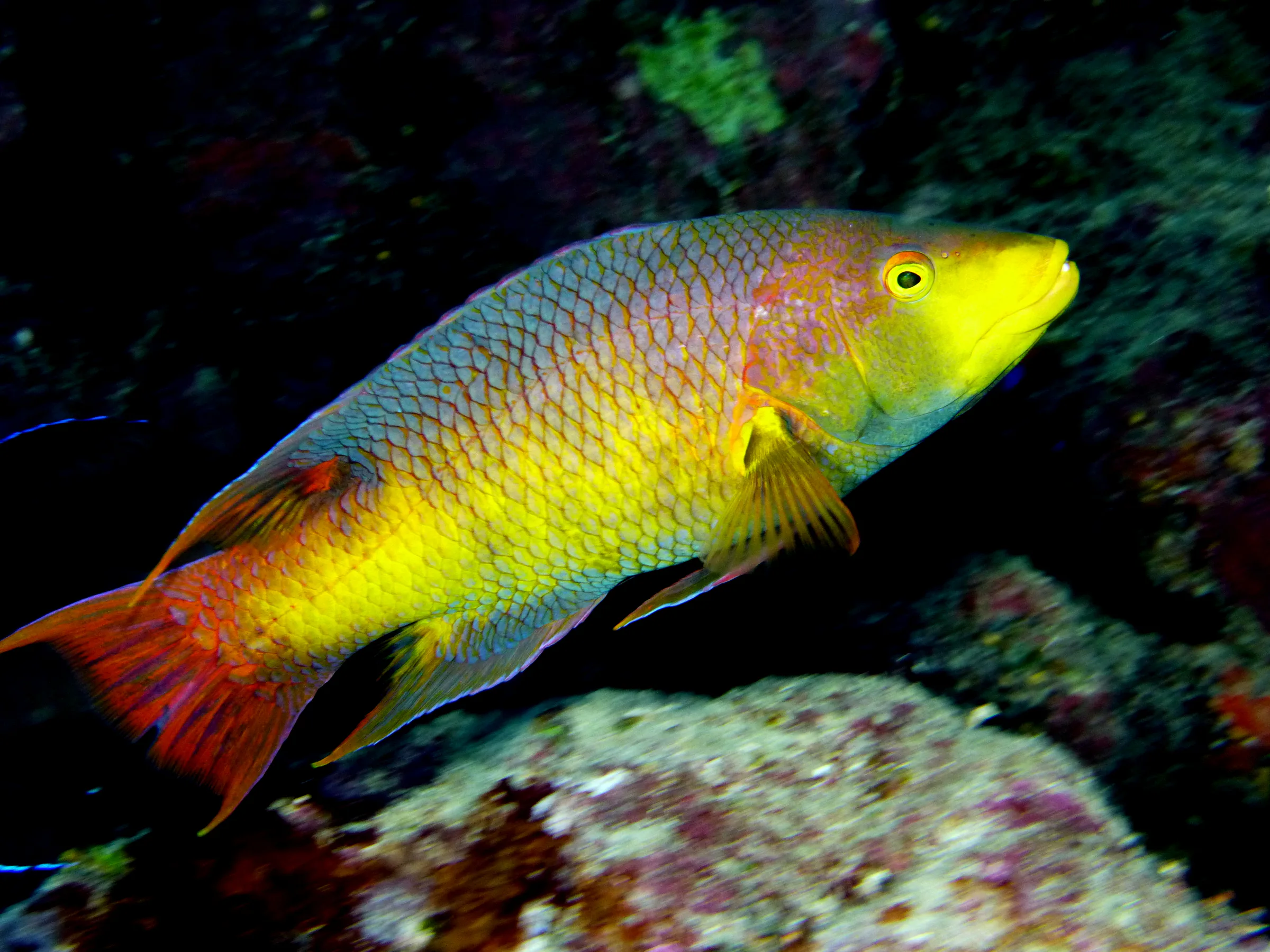 Spanish Hogfish, Cayman Islands, 2014