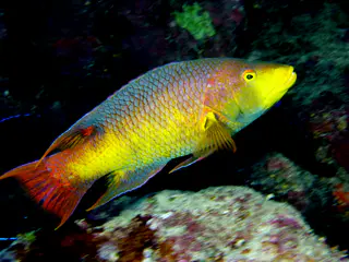 Underwater photograph by Joel Bergsma