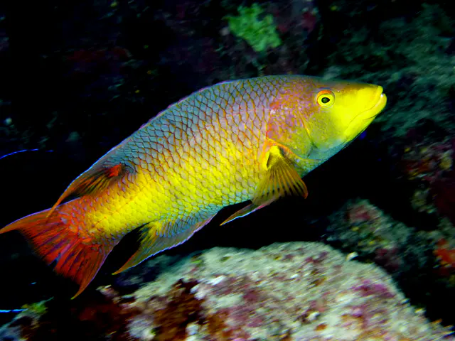 Underwater photograph by Joel Bergsma