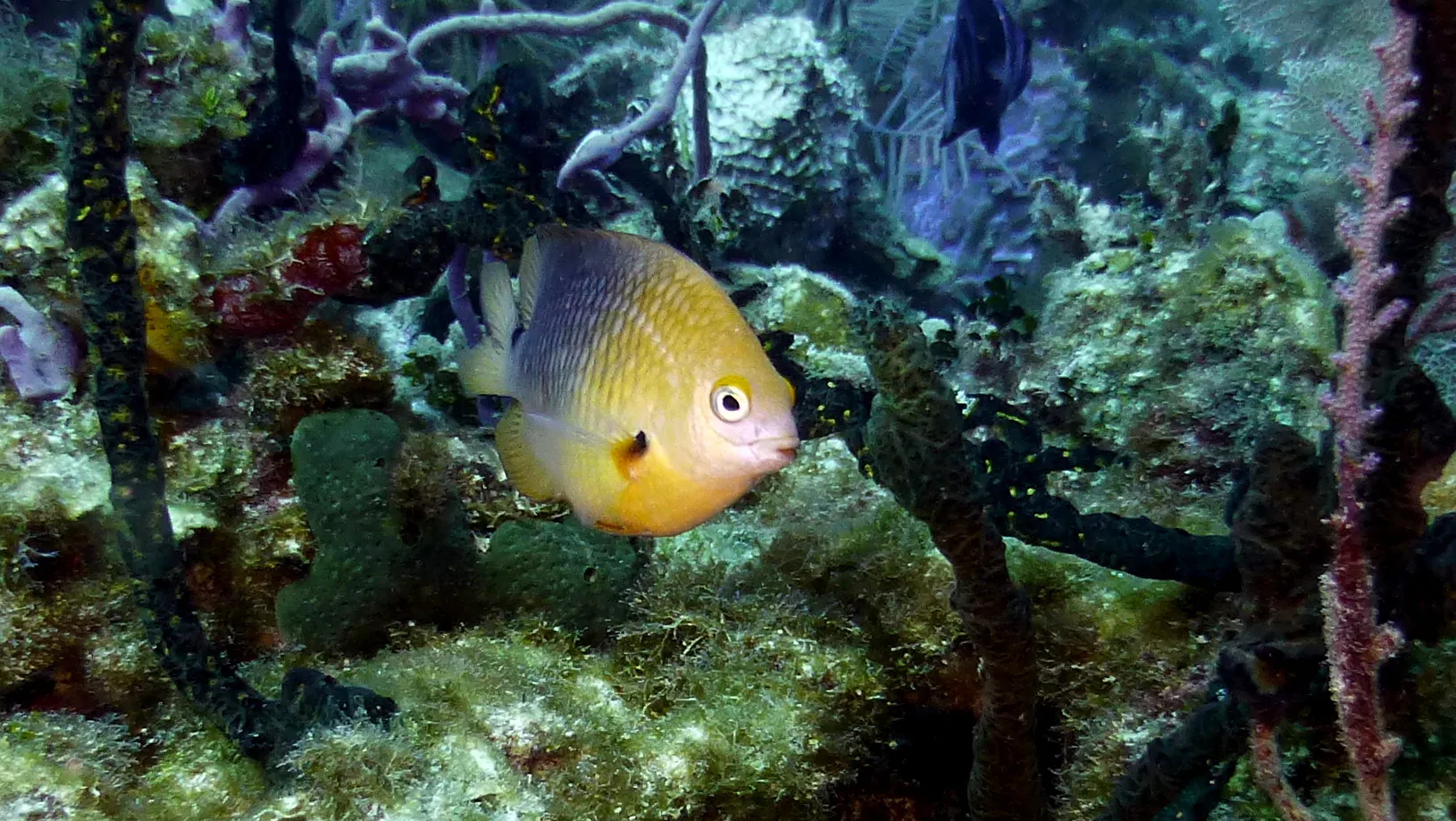 Beaugregory Damselfish, Belize, 2017