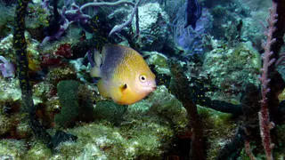 Underwater photograph by Joel Bergsma