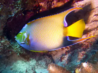 Underwater photograph by Joel Bergsma