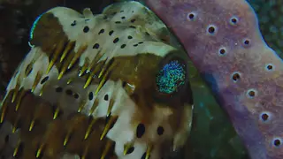 Underwater photograph by Joel Bergsma