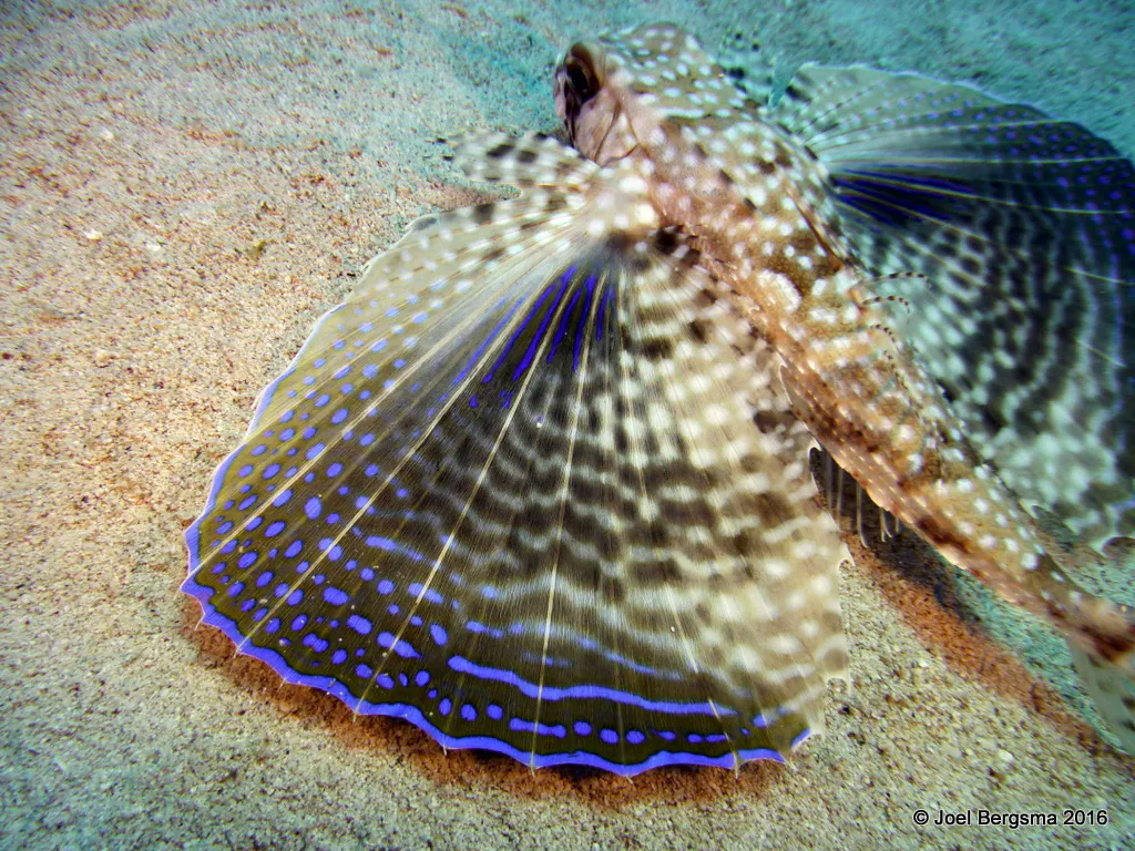 Flying Gurnard, Cayman Islands, 2016