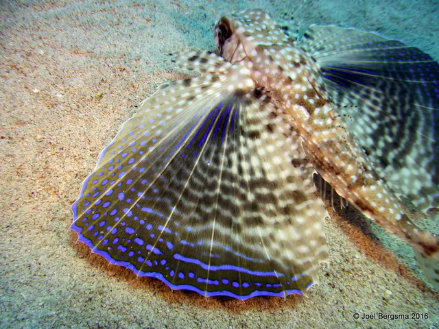 Underwater photograph by Joel Bergsma