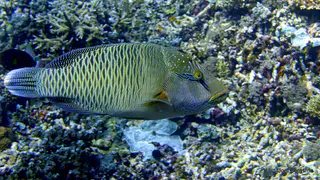 Underwater photograph by Joel Bergsma