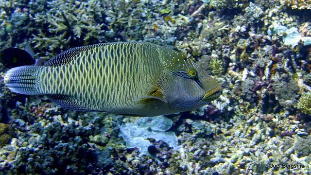 Underwater photograph by Joel Bergsma