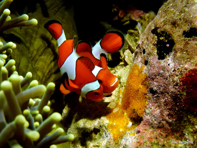 Underwater photograph by Joel Bergsma