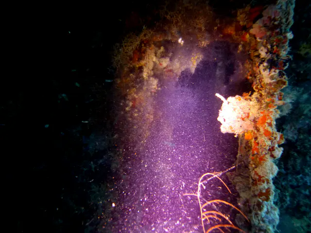 Underwater photograph by Joel Bergsma