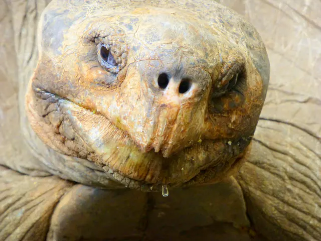 Close-up of the determined look of the mating male Giant Tortoise