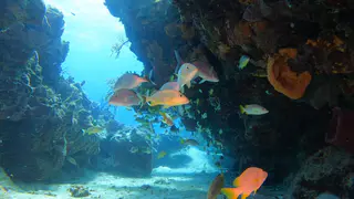 Underwater photograph by Joel Bergsma