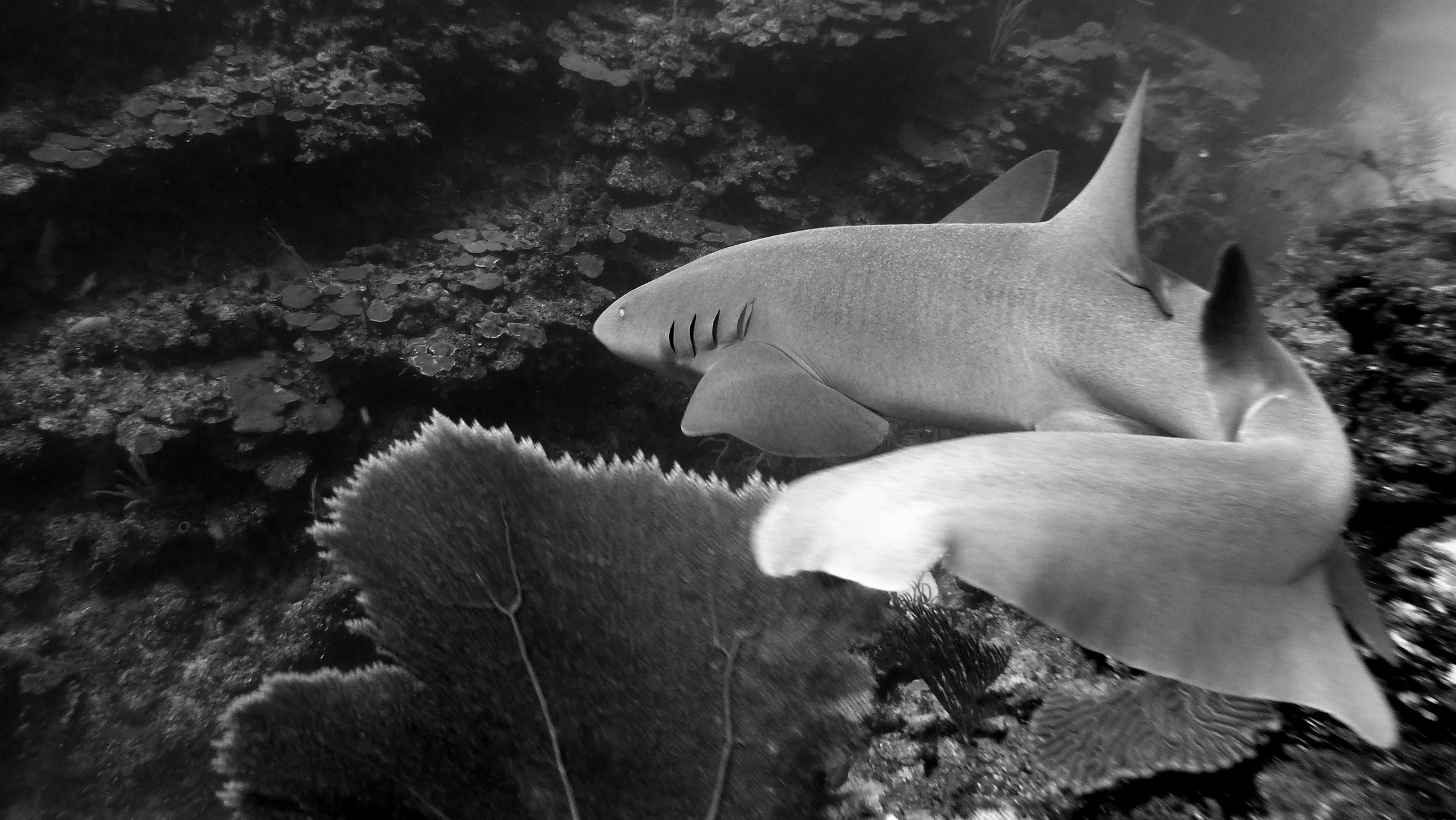 Nurse Shark, Belize, 2017