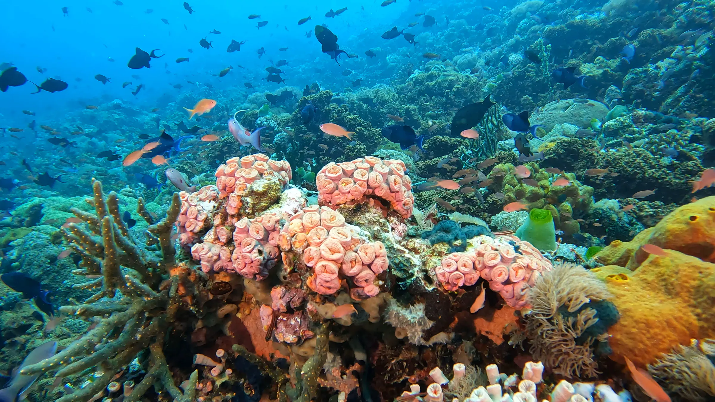 Philippines underwater photograph, 2024